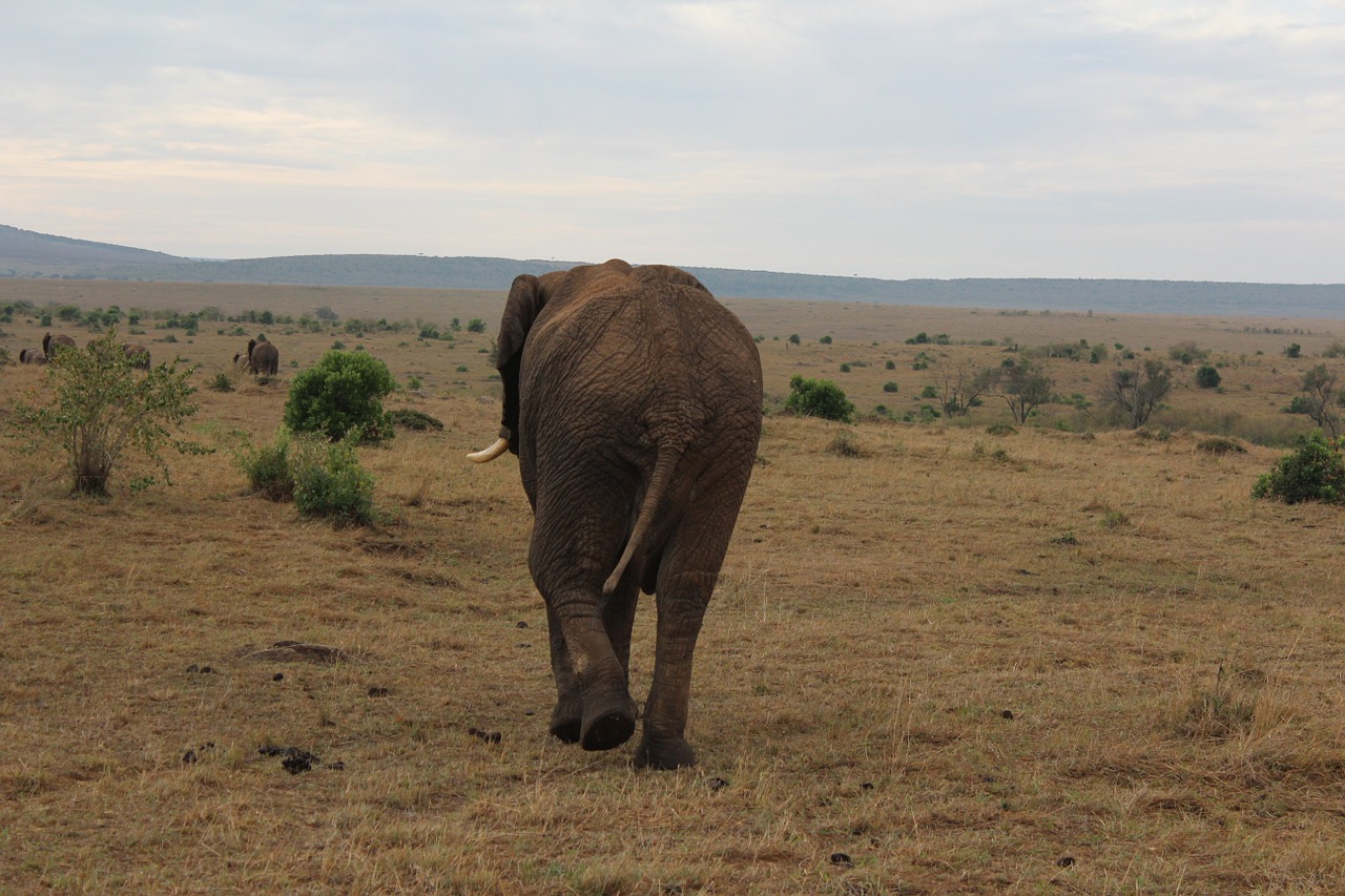 Masai Mara, Dramblys, Kenya, Nemokamos Nuotraukos,  Nemokama Licenzija