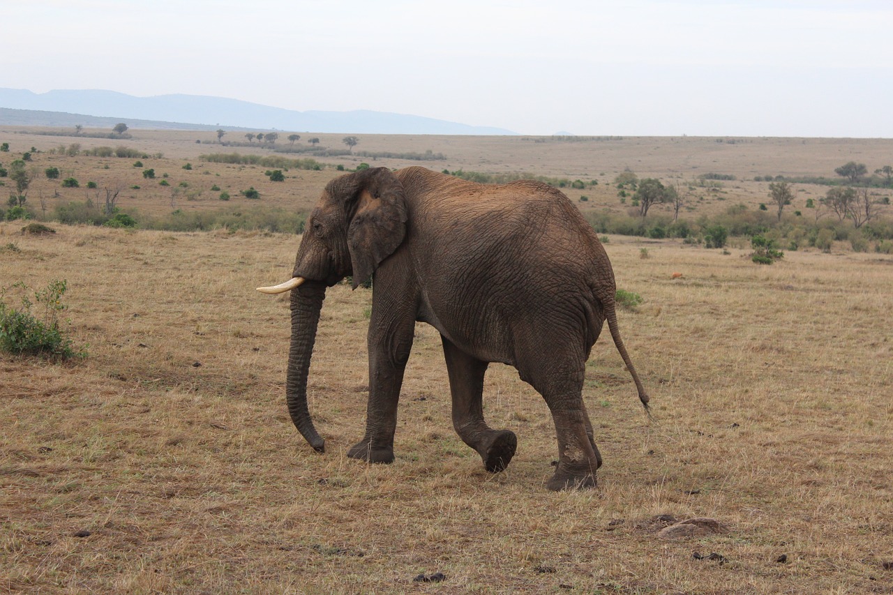 Masai Mara, Dramblys, Kenya, Nemokamos Nuotraukos,  Nemokama Licenzija