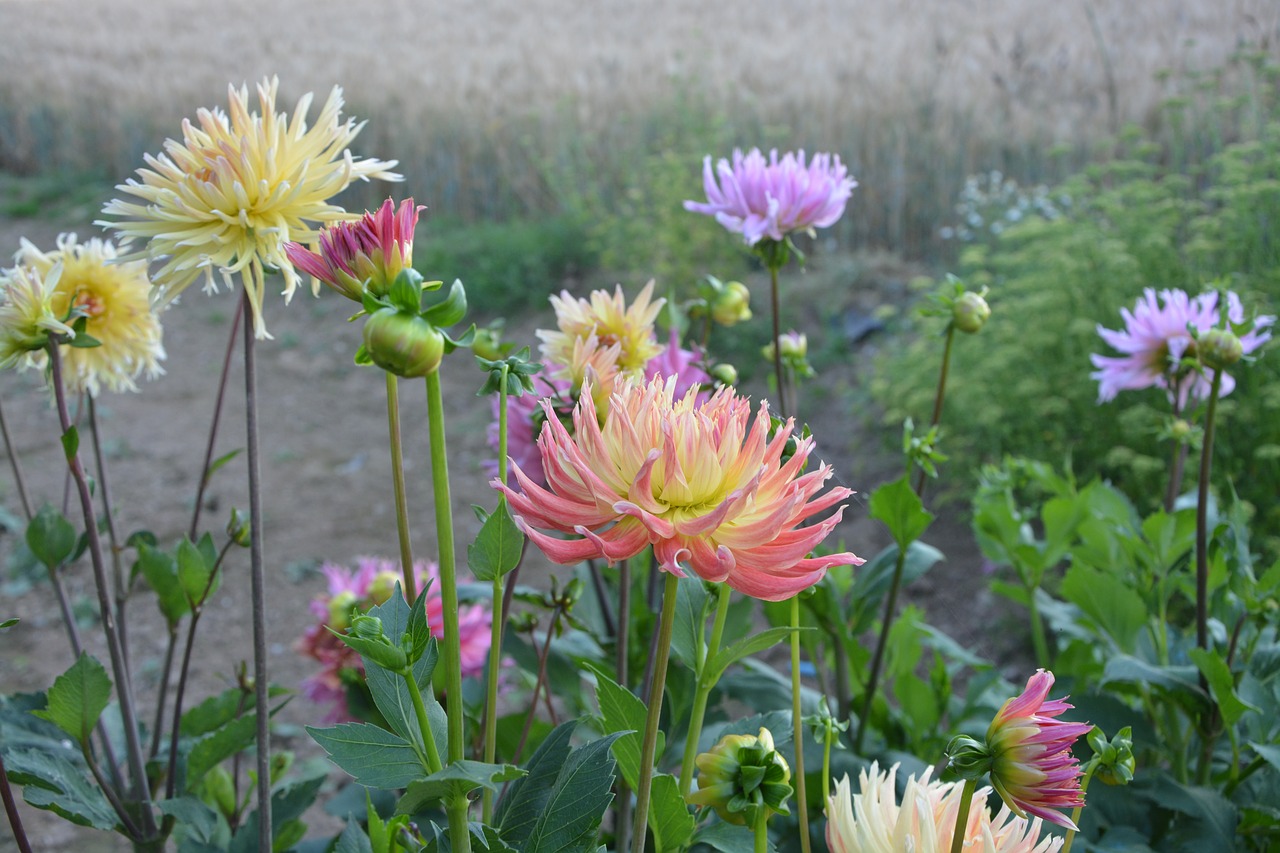 Masyvas, Dahlia, Gėlė, Vasara, Geltona, Rožinis, Pavasaris, Violetinė, Sodas, Parterre