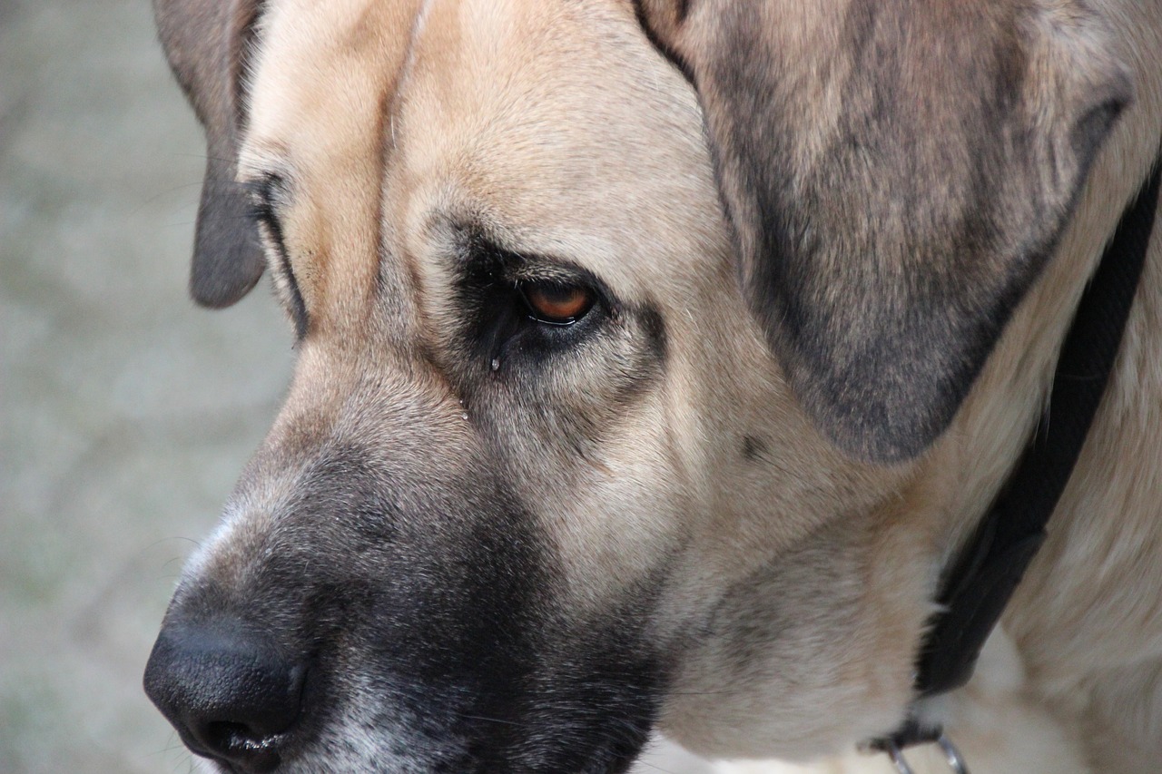 Mastinas, Mastino, Šuo, Veislinis Šuo, Gyvūnų Portretas, Šuo Galvą Arti, Kailis, Šunų Akis, Nemokamos Nuotraukos,  Nemokama Licenzija