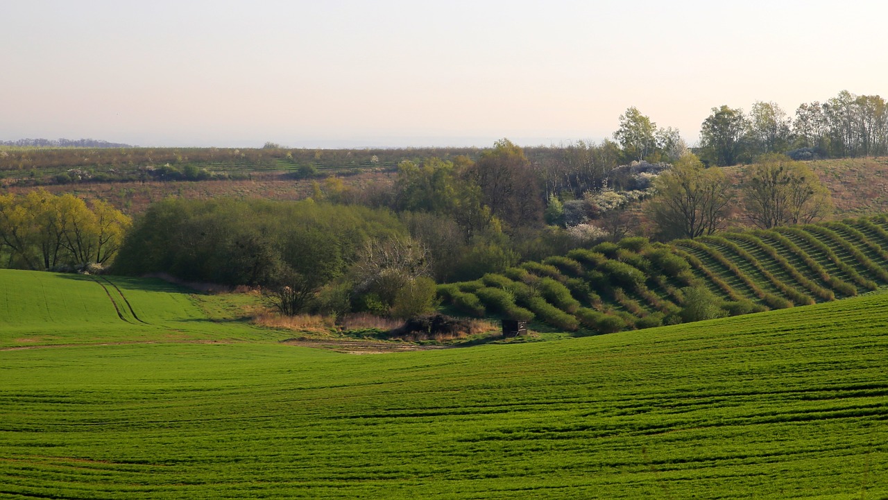 Mati,  Pobūdį,  Kraštovaizdis,  Laukas,  Medis,  Kaimas,  Laukai,  Žemdirbystė,  Auginimo,  Pavasaris