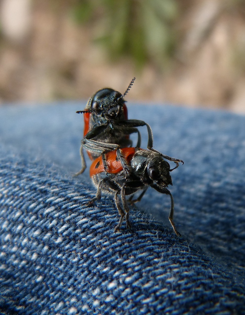 Poravimas, Kopuliavimas, Vabzdžiai, Mylabris Quadripunctata, Vabalas Meloideo, Nemokamos Nuotraukos,  Nemokama Licenzija