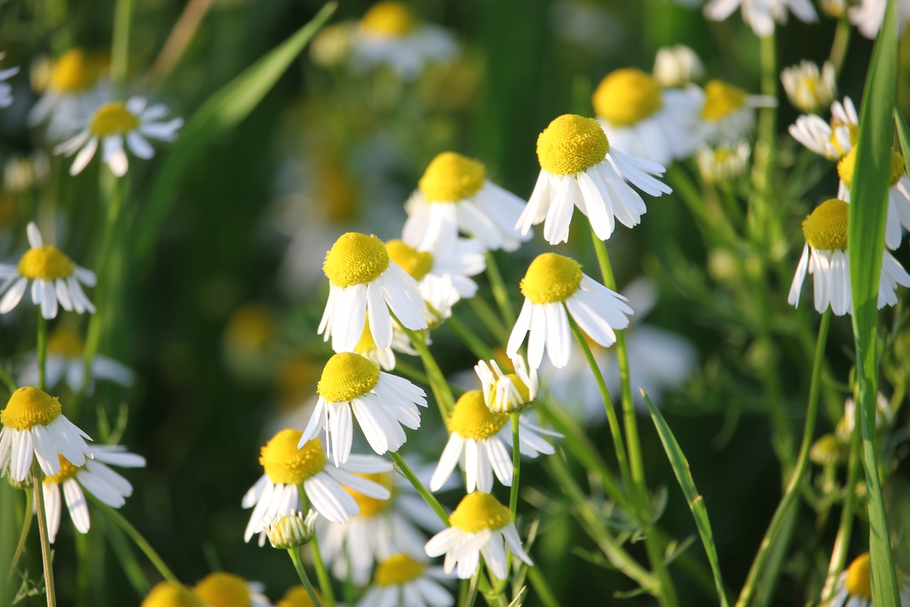 Matricaria Chamomilla, Žolė, Gėlė, Medicinos, Gamta, Pieva, Žemdirbystė, Nemokamos Nuotraukos,  Nemokama Licenzija