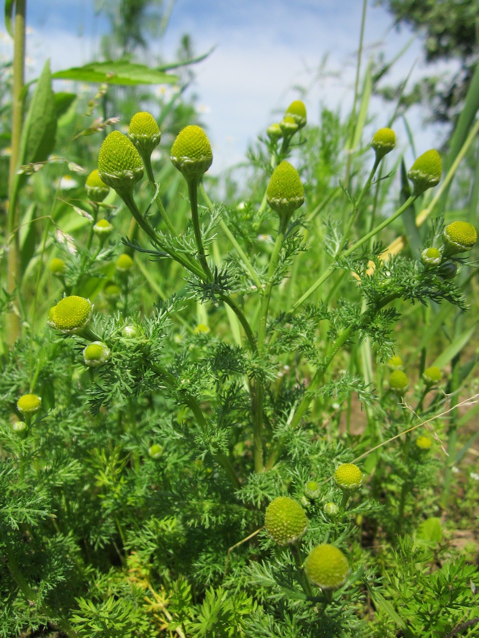 Matricaria Discoidea,  Pineappleweed,  Laukiniai Ramunėliai,  Diskas Mayweed,  Wildflower,  Flora,  Botanika,  Augalas,  Rūšis, Nemokamos Nuotraukos