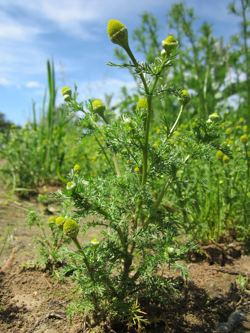 Matricaria Discoidea,  Pineappleweed,  Laukiniai Ramunėliai,  Diskas Mayweed,  Wildflower,  Flora,  Botanika,  Augalas,  Rūšis, Nemokamos Nuotraukos