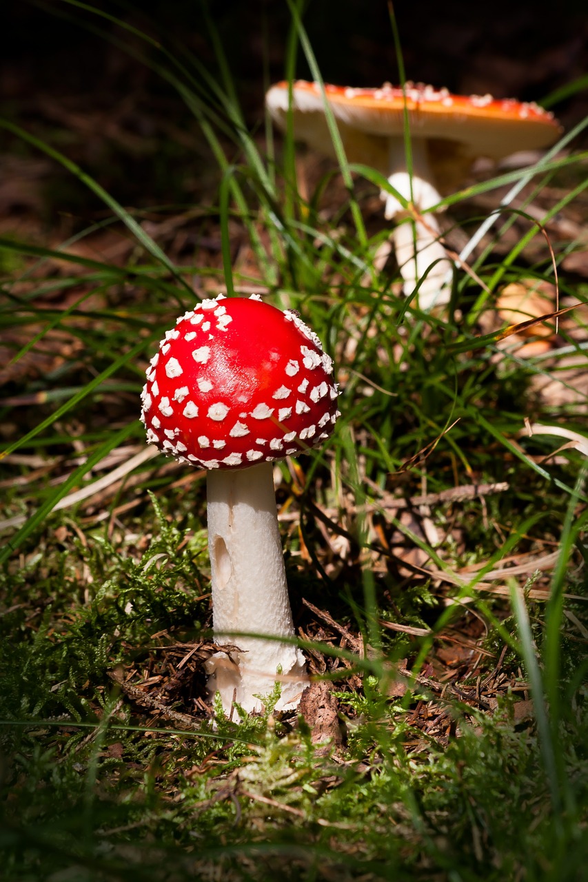 Matryoshka, Amanita Muscaria, Grybai, Skrybėlę, Raudona, Oranžinė, Dribsnių, Balta, Velum Dribsniai, Ruduo