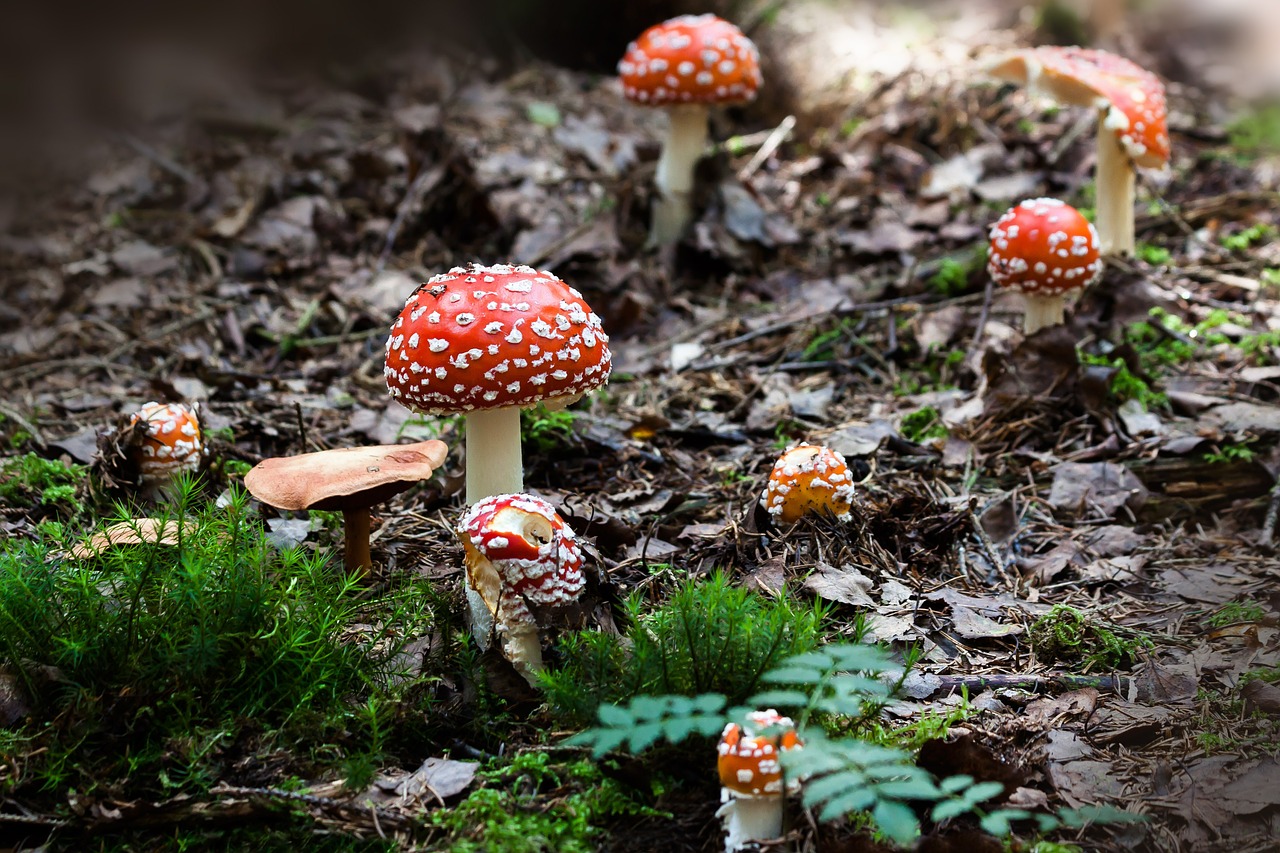 Matryoshka, Amanita Muscaria, Grybai, Skrybėlę, Raudona, Signalas Raudonas, Dribsnių, Balta, Velum Dribsniai, Ruduo