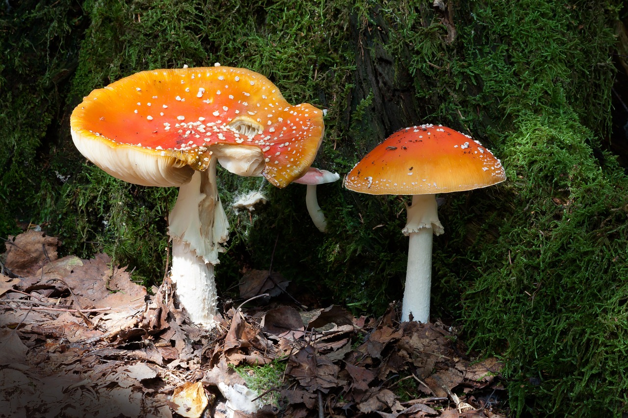 Matryoshka, Amanita Muscaria, Grybai, Skrybėlę, Raudona, Signalas Raudonas, Oranžinė, Dribsnių, Balta, Velum Dribsniai