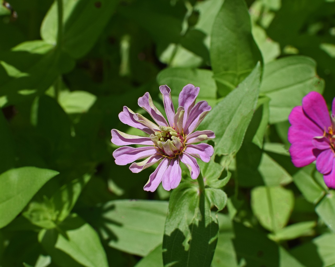 Rožinė Rausva Zinnia Atidarymas, Gėlė, Žiedas, Žydėti, Augalas, Sodas, Gamta, Spalvinga, Violetinė, Rožinis