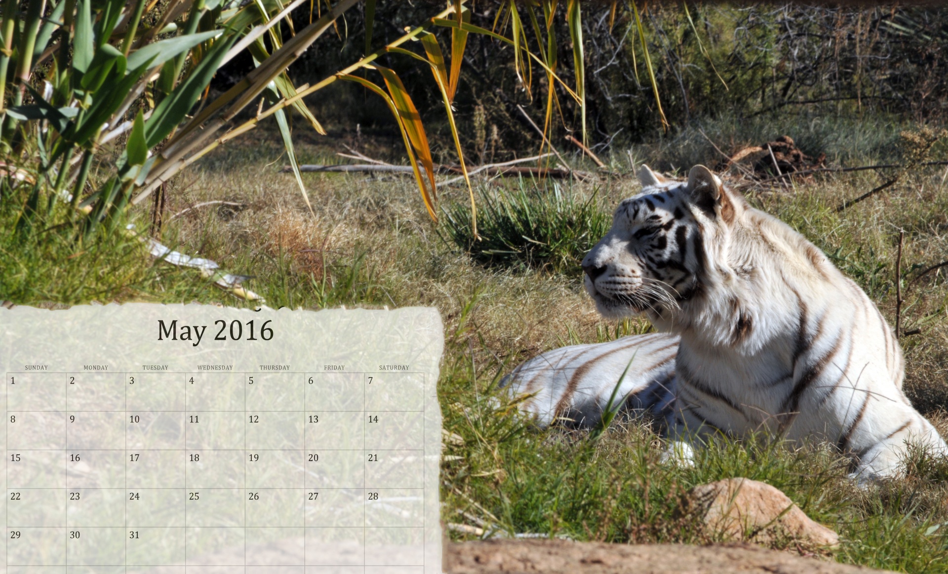 Kalendorius,  Kas Mėnesį,  2016,  Tigras,  Baltas & Nbsp,  Tigras,  Gyvūnas,  Balandis,  April & Nbsp,  2016