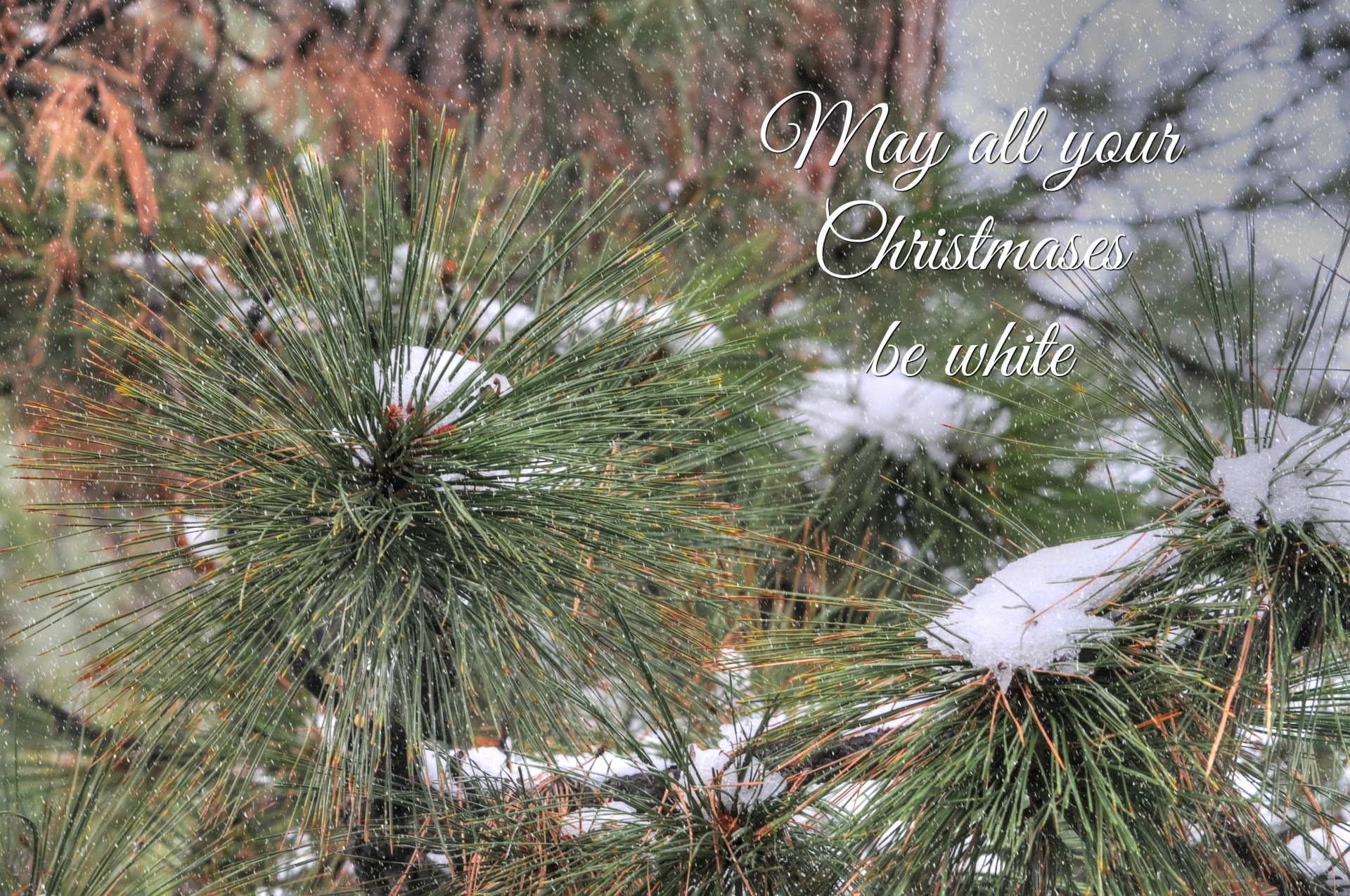 Balta & Nbsp,  Kalėdos,  Kalėdos,  Xmas,  Balta,  Sniegas,  Sniegas,  Sezoninis,  Gali Visi Jūsų Kalėdos Būti Balti, Nemokamos Nuotraukos