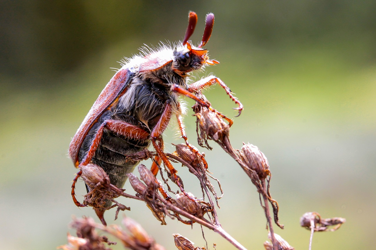 Gali Klaidinti, Vabalas, Gyvūnų Vabzdys, Nariuotakojų, Skraidantys Vabzdžiai, Gamta, Fauna, Ruda, Colių, Nemokamos Nuotraukos