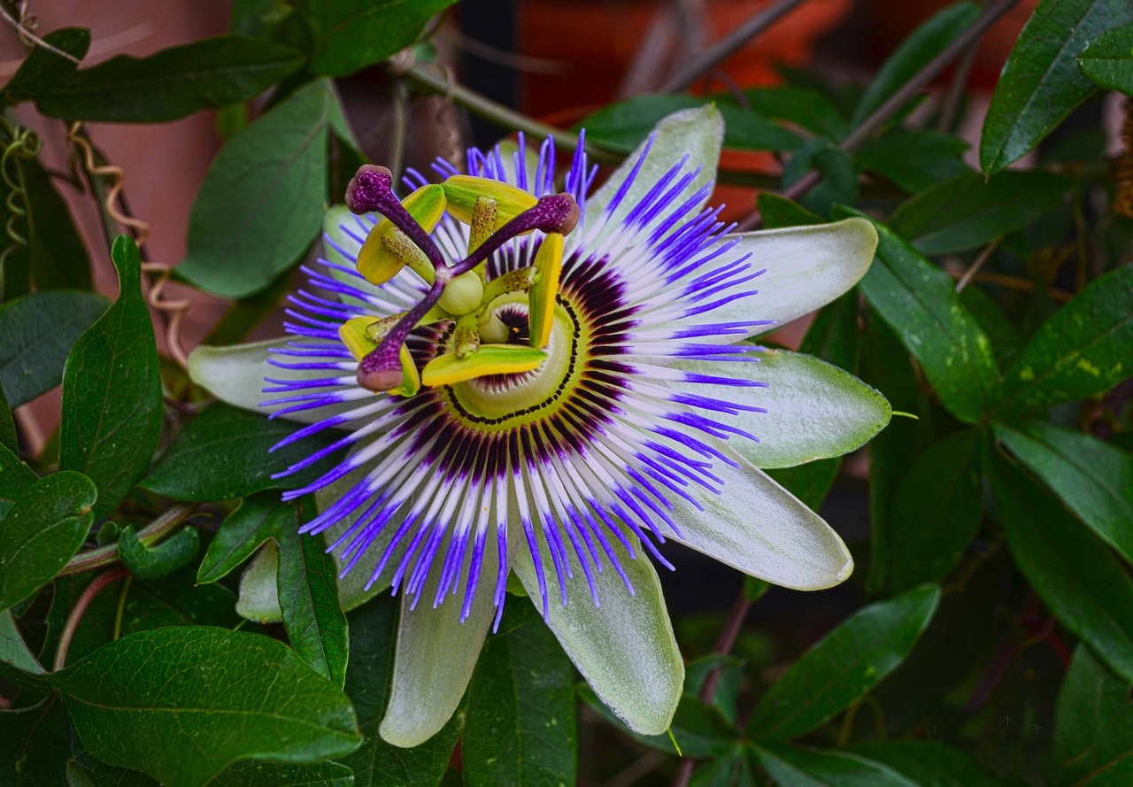 Maypop,  Ρολογιά,  Egzotiškas,  Augalų,  Tropical,  Žiedas,  Baltos Spalvos,  Spalva,  Violetinė,  Vasara