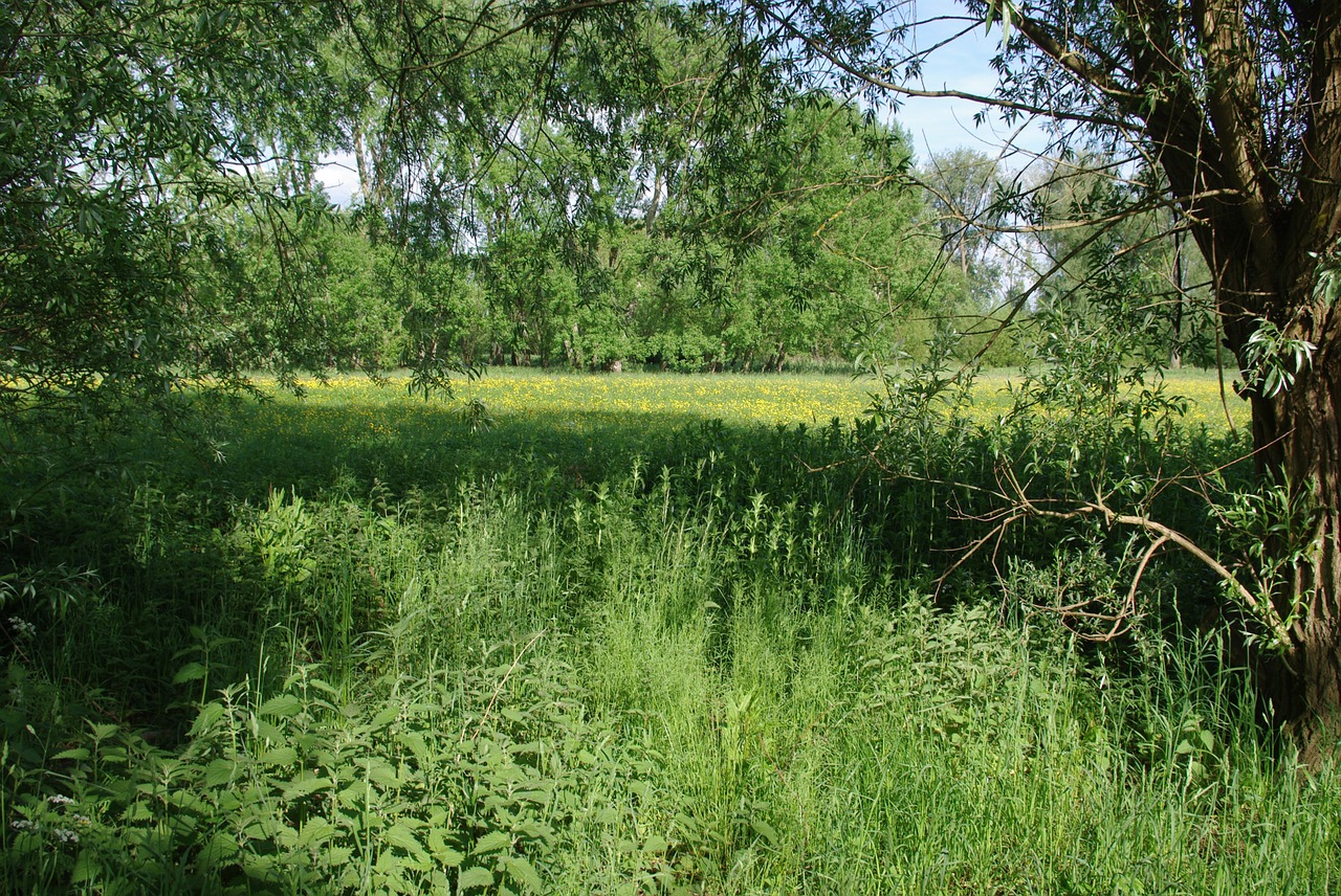 Pieva, Medžiai, Žalias, Geltona, Pavasaris, Oxford, Žolė, Saulės Šviesa, Gamta, Vaizdingas