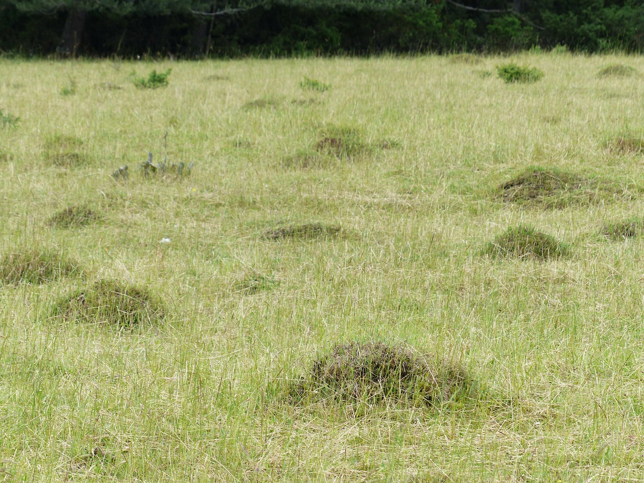 Pieva, Laistymas, Ant Kalva, Pievos Skruzdės, Skruzdėlės, Žalias, Skubėti, Gamta, Anthill, Nemokamos Nuotraukos