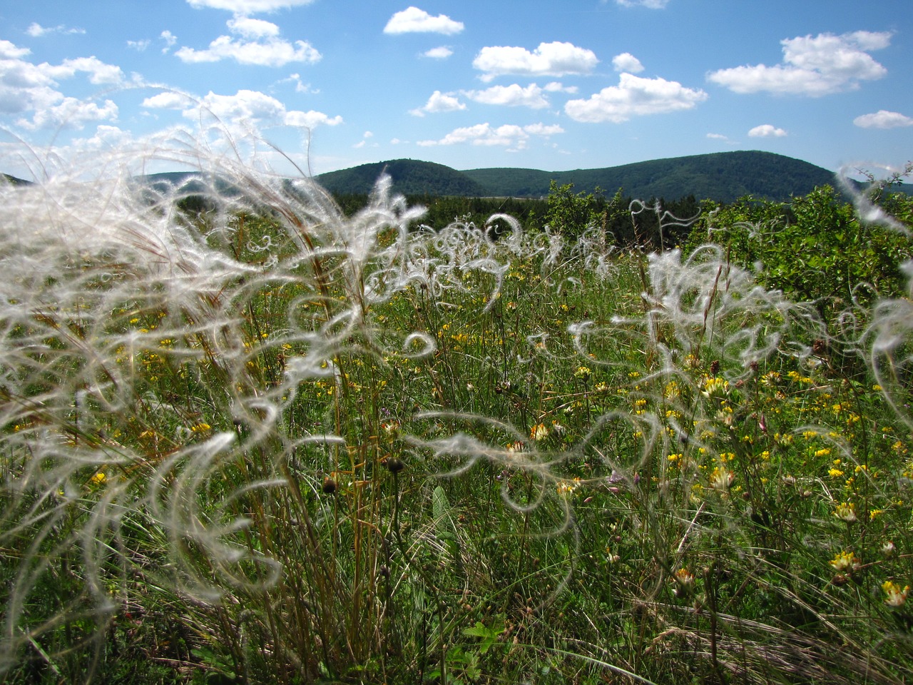 Pieva, Wildflower, Stipa, Gamta, Augalas, Gėlė, Nemokamos Nuotraukos,  Nemokama Licenzija