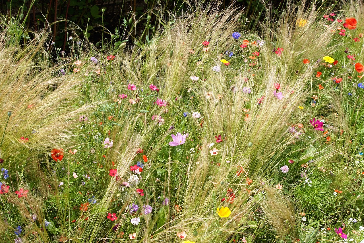 Pieva, Wildflower, Gėlė, Žolė, Londonas, Nemokamos Nuotraukos,  Nemokama Licenzija