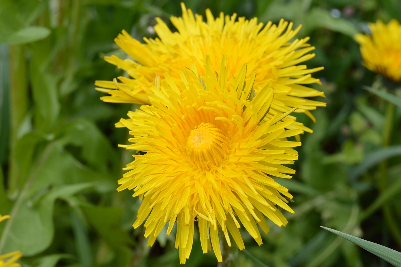 Pieva, Gėlės, Geltona, Augalai, Pavasaris, Sonchus Oleraceus, Gamta, Pievos, Nemokamos Nuotraukos,  Nemokama Licenzija