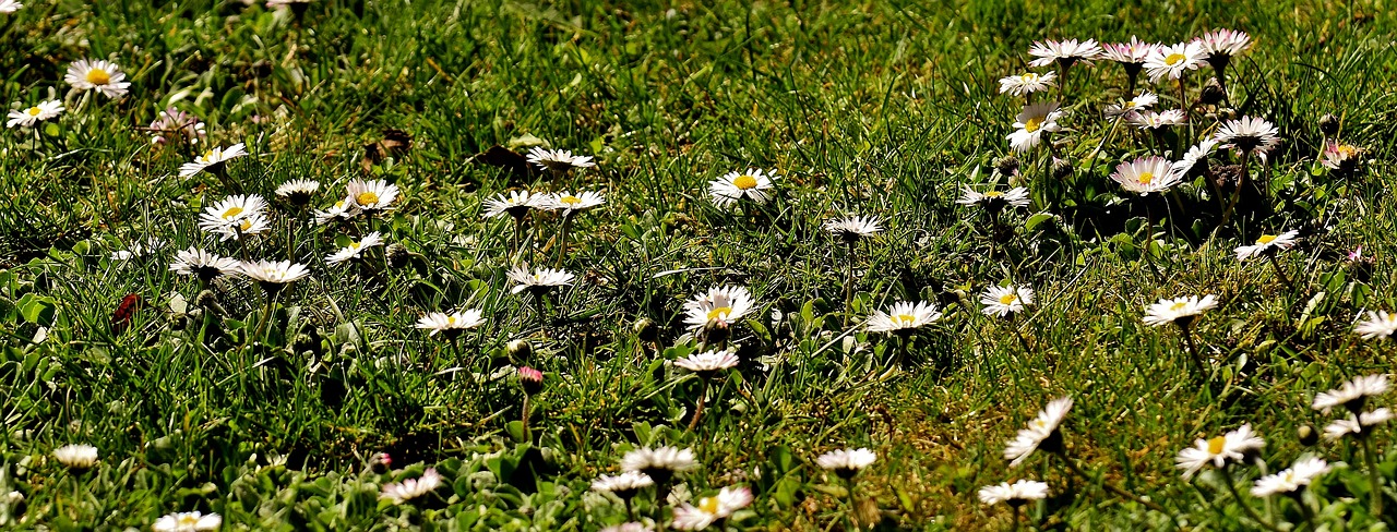 Pieva, Sodas, Daisy, Gėlių Pieva, Žalias, Gėlės, Pavasaris, Augalas, Žolė, Gamta