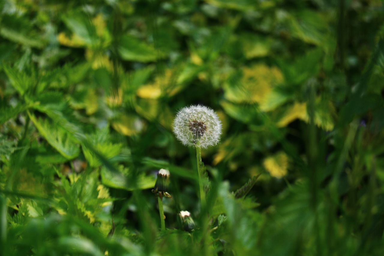 Pieva, Kiaulpienė, Žalias, Pavasaris, Gamta, Bokeh, Nemokamos Nuotraukos,  Nemokama Licenzija