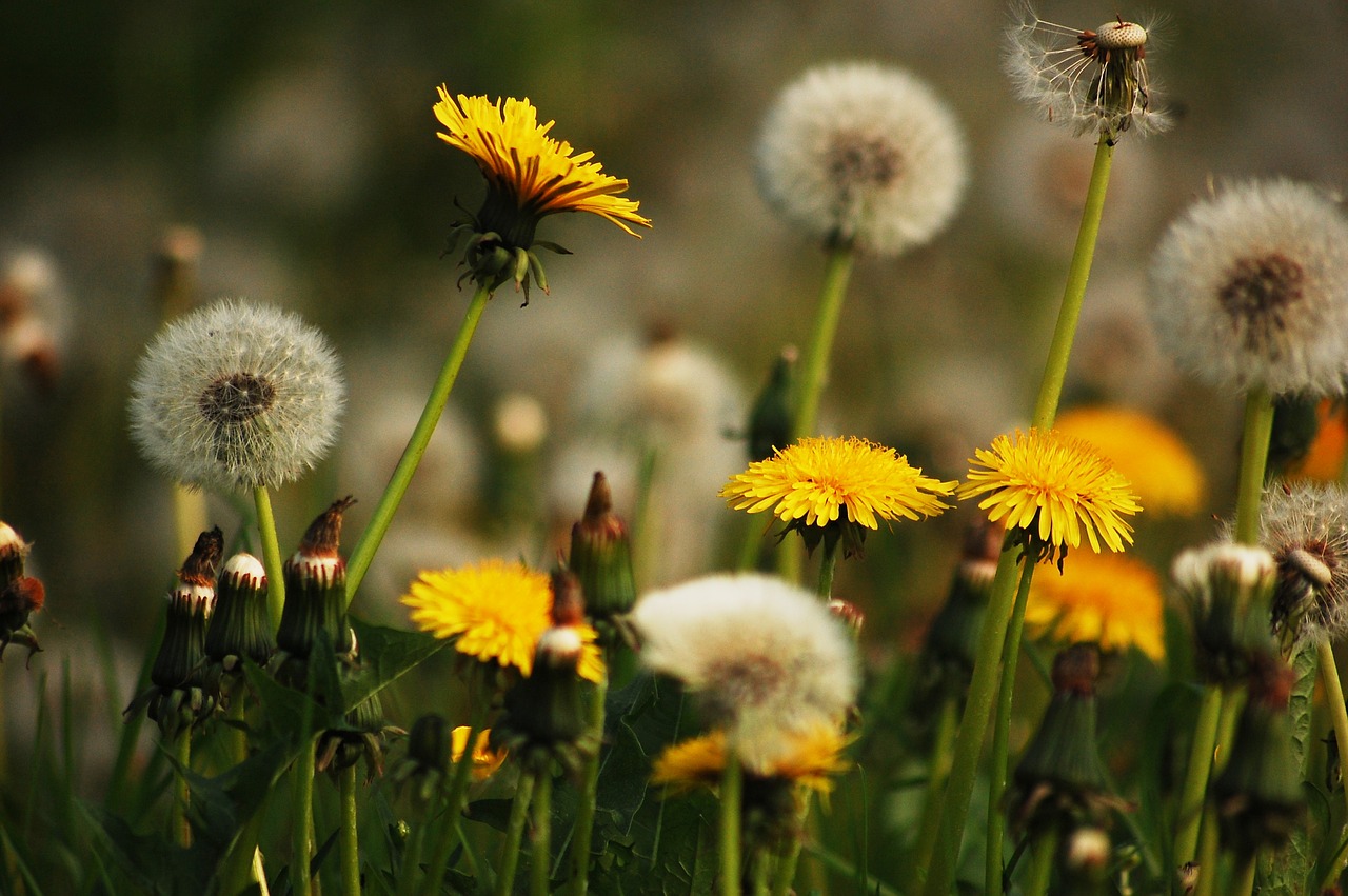 Pieva, Gamta, Kiaulpienės, Geltona, Gėlės, Kiaulpienė, Sonchus Oleraceus, Nemokamos Nuotraukos,  Nemokama Licenzija