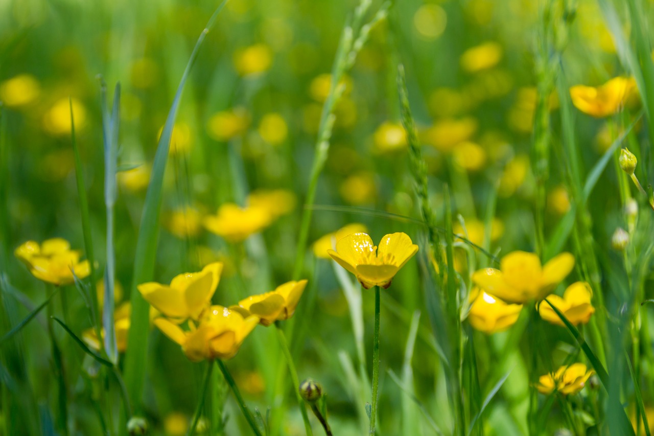 Pieva, Gėlės, Buttercup, Pavasaris, Vasara, Gamta, Geltona, Geltona Gėlė, Poilsis, Iš Arti