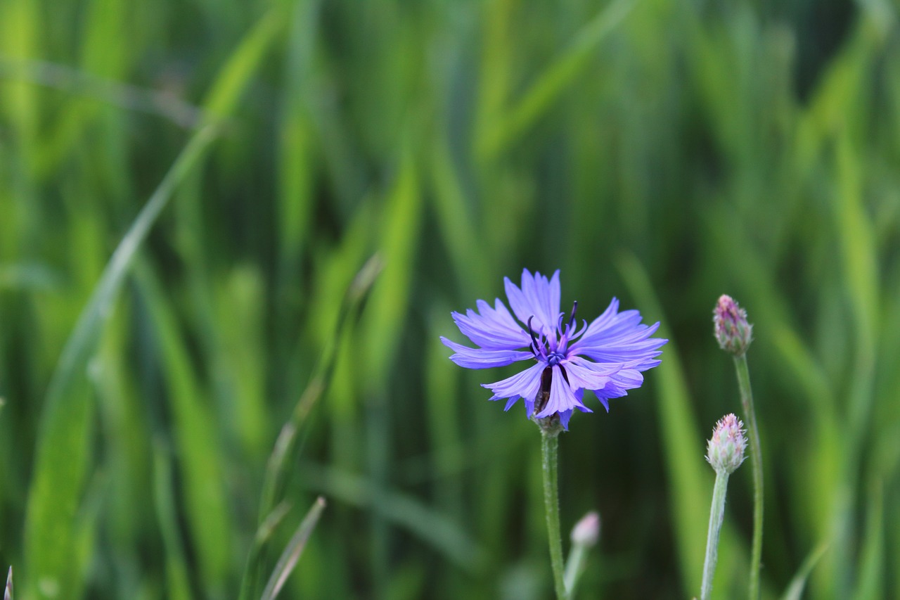 Pieva, Gamta, Mėlyna Gėlė, Centaurea Jacea, Rugiagėlė, Kaimas, Makro, Piktžolių Klesti, Nemokamos Nuotraukos,  Nemokama Licenzija