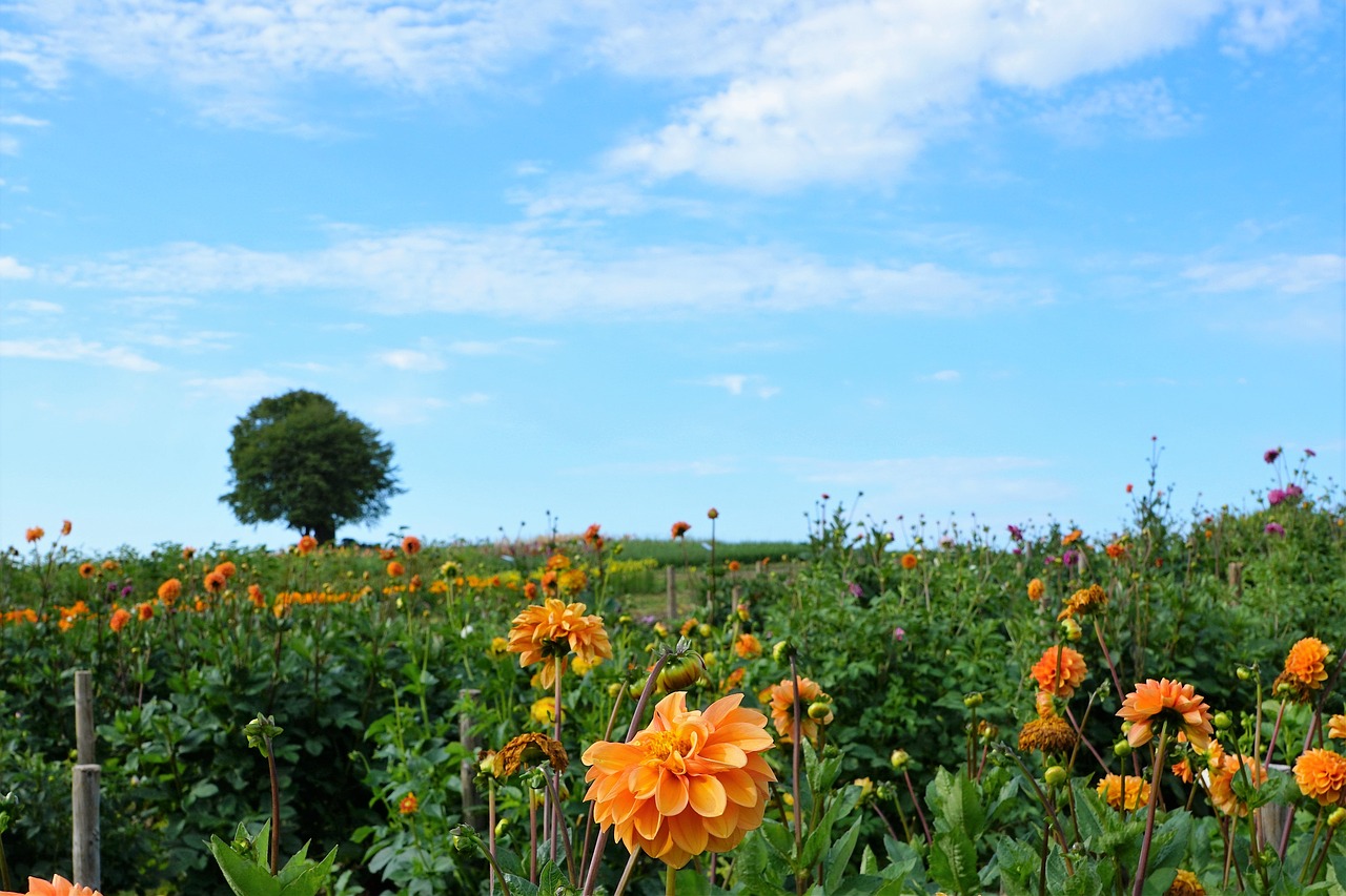 Pieva, Laukas, Sodas, Parkas, Dahlia, Bičių, Medus, Valgyti, Gamta, Kraštovaizdis