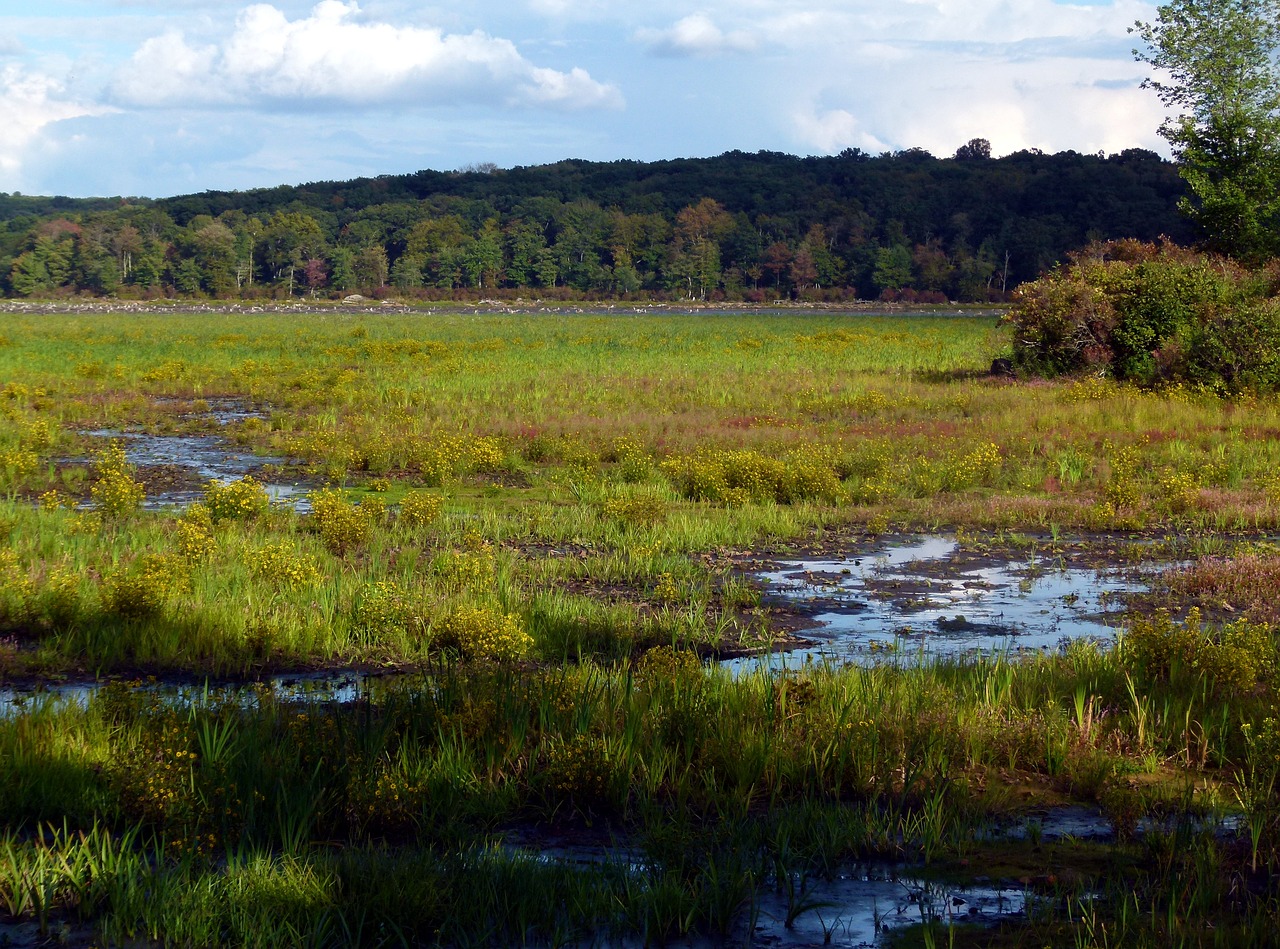 Pieva, Gėlės, Tikėtis, Coreopsis, Laukas, Nemokamos Nuotraukos,  Nemokama Licenzija