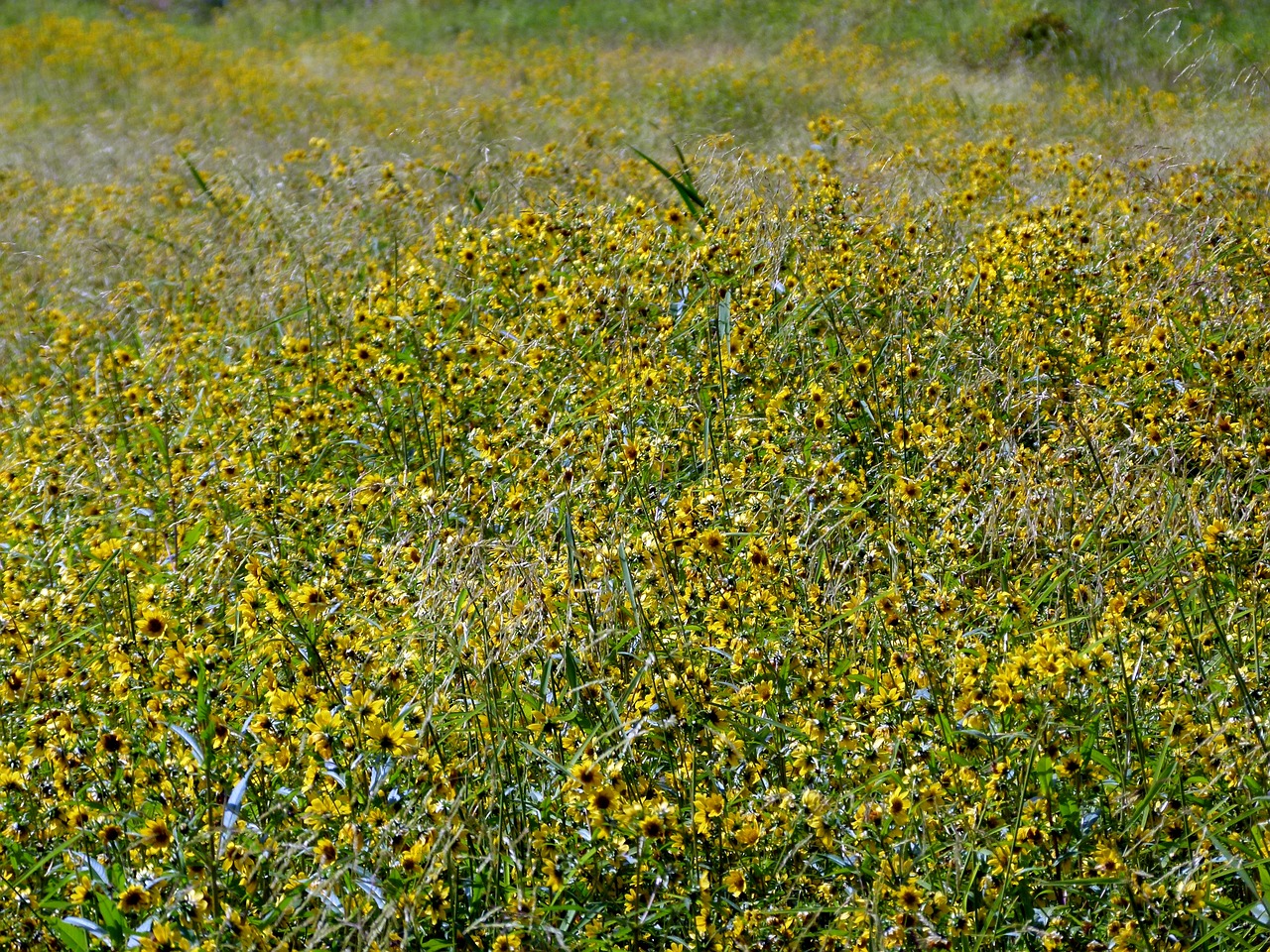 Pieva, Geltonos Gėlės, Saulėgrąžos, Tikėtis, Bidens, Aristosa, Nemokamos Nuotraukos,  Nemokama Licenzija