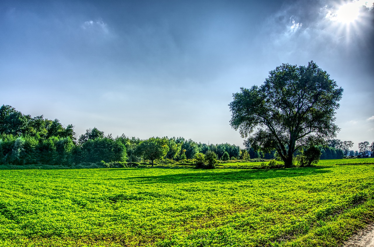 Pieva, Gamta, Kraštovaizdis, Medžiai, Dangus, Saulė, Saulės Spindulys, Atgal Šviesa, Hdr, Didelis Dinaminis Diapazonas