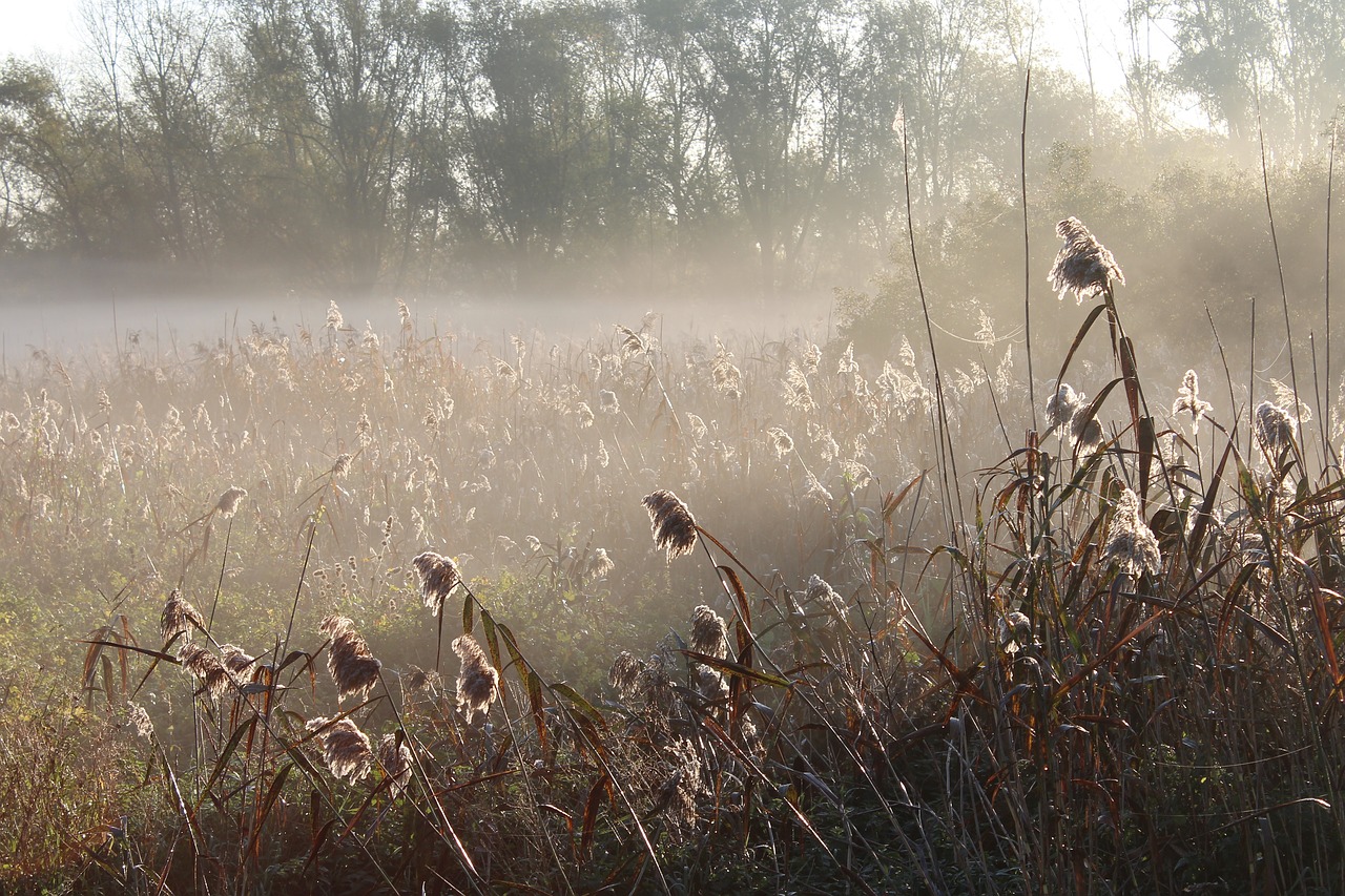 Туман над травой песня слушать. Луговые травы в тумане. Роса туман. Луг туман. Туман трава роса.