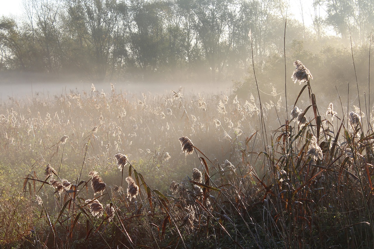 Pieva, Augalas, Migla, Rūkas, Ruduo, Rytas, Morgenstimmung, Rasa, Gamta, Žolės