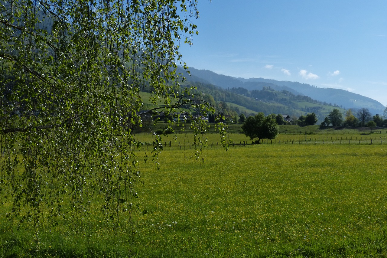 Pieva, Kraštovaizdis, Žalias, Gamta, Nemokamos Nuotraukos,  Nemokama Licenzija