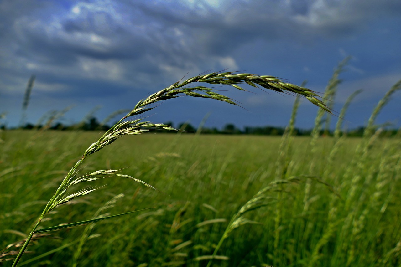 Meadow,  Žolė,  Dangus,  Obalky,  Pobūdį,  Pavasaris,  Žalia Žolė,  Debesys,  Dangus, Nemokamos Nuotraukos