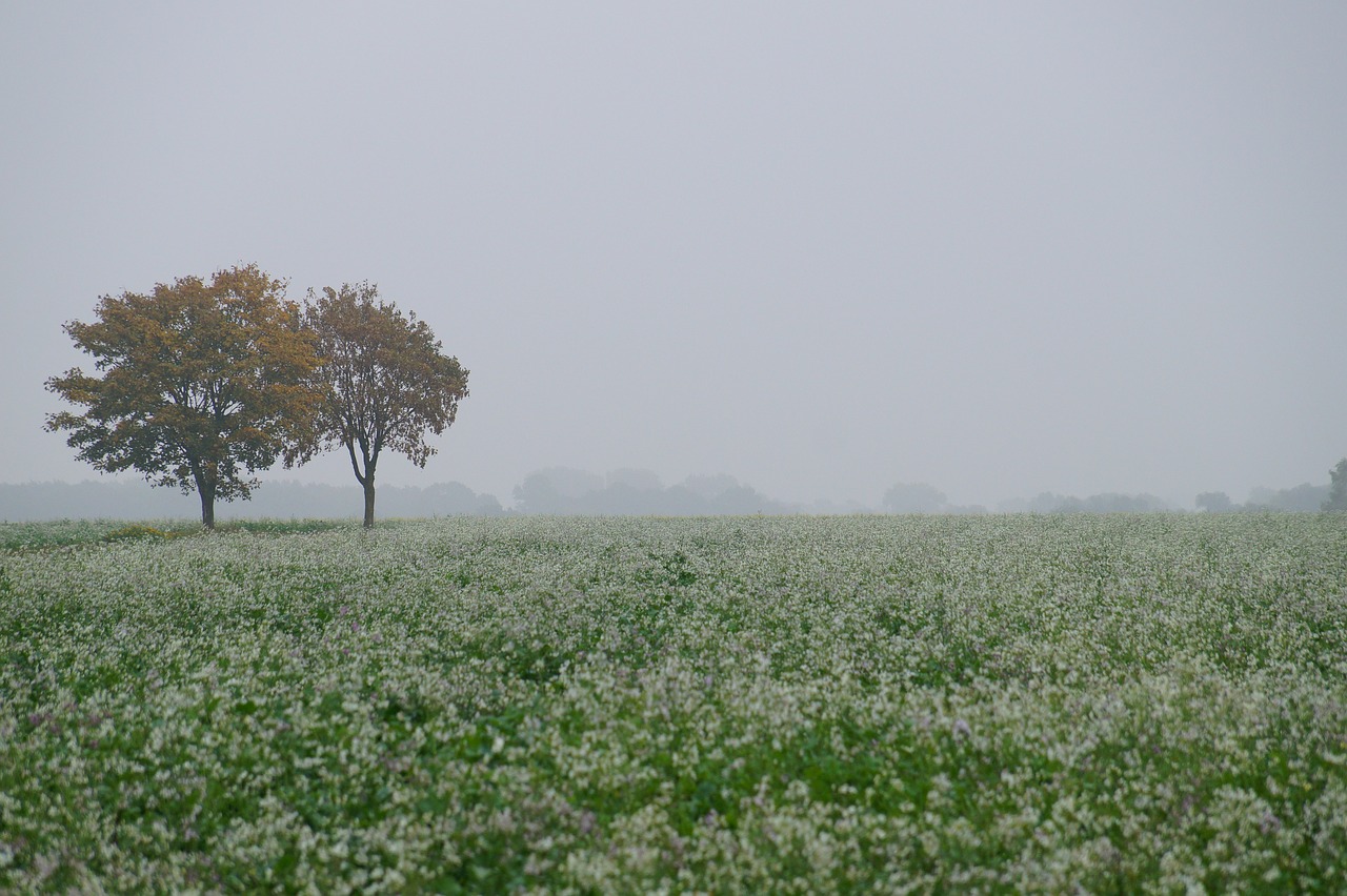 Meadow,  Rūkas,  Medis,  Kraštovaizdis,  Pobūdį,  Laukai,  Gėlės,  Žydi,  Augalų,  Baltos Spalvos