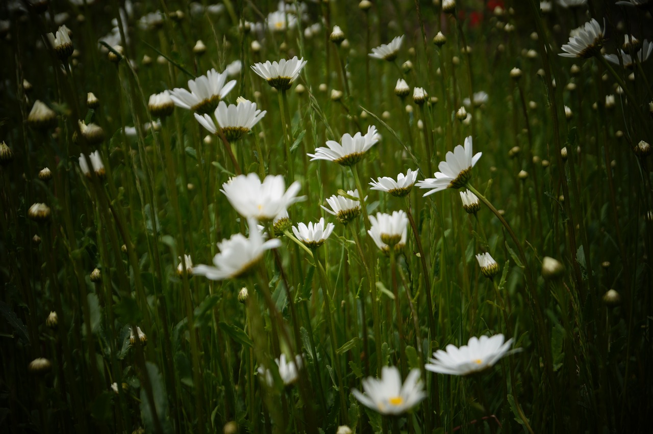 Meadow,  Gėlės, Nemokamos Nuotraukos,  Nemokama Licenzija