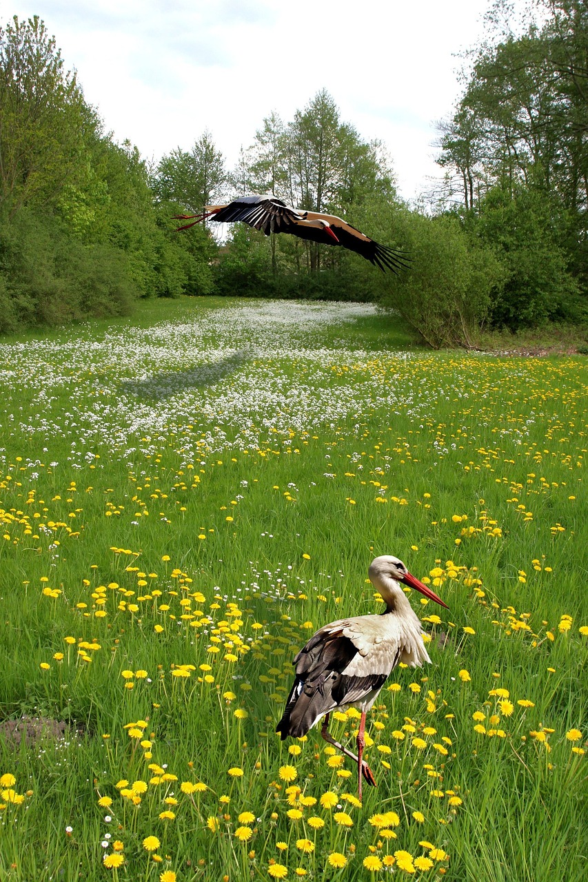 Meadow,  Žolė,  Žalias,  Žolės,  Žolė Pieva,  Pavasaris,  Kraštovaizdis,  Žalia Žolė,  Gėlės,  Gandras