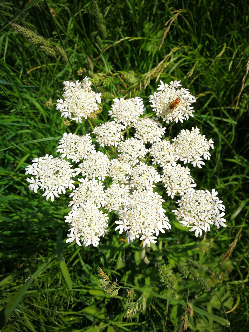 Meadow,  Laukinių Gėlių,  Pobūdį,  Žolė,  Vabzdys, Nemokamos Nuotraukos,  Nemokama Licenzija