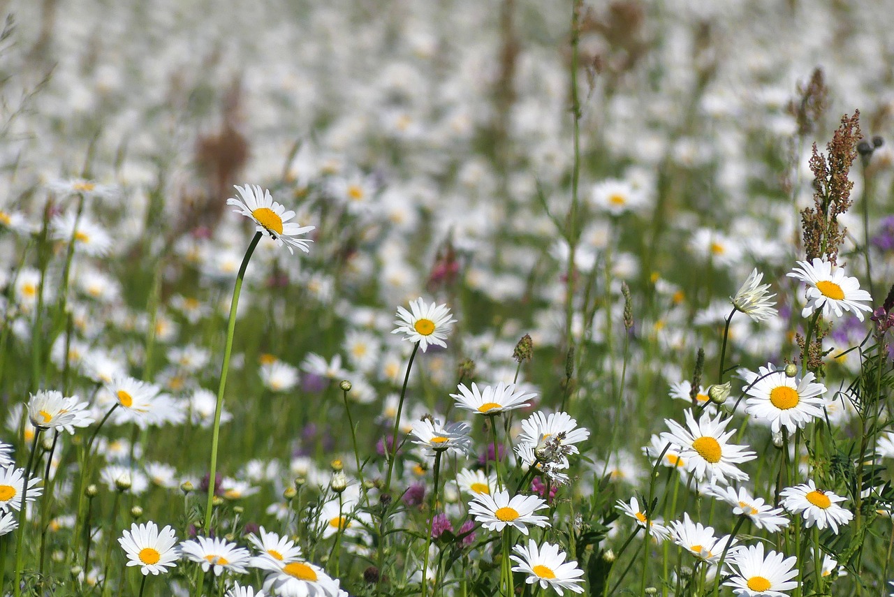 Meadow,  Pavasaris,  Gėlės,  Laukų Gėlė, Nemokamos Nuotraukos,  Nemokama Licenzija