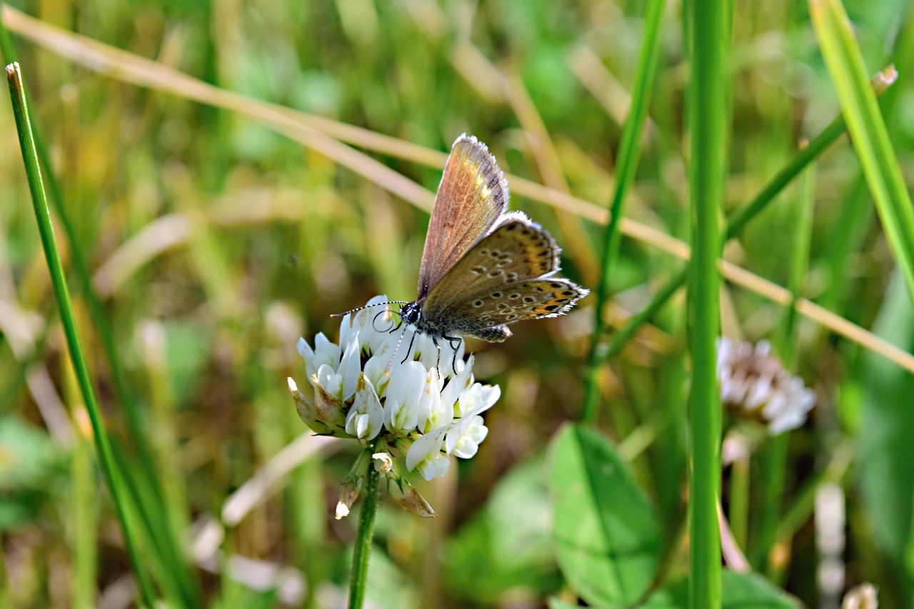 Meadow,  Dobilų Baltos Spalvos,  Drugelis,  Pobūdį,  Makro, Nemokamos Nuotraukos,  Nemokama Licenzija