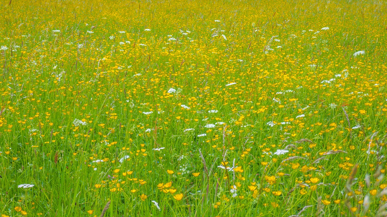 Meadow,  Gėlių Pieva,  Žolė,  Gamta, Nemokamos Nuotraukos,  Nemokama Licenzija