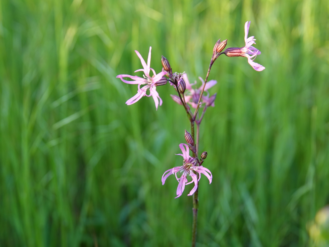 Meadow,  Gėlė,  Gėlės,  Žolė,  Augmenija, Nemokamos Nuotraukos,  Nemokama Licenzija