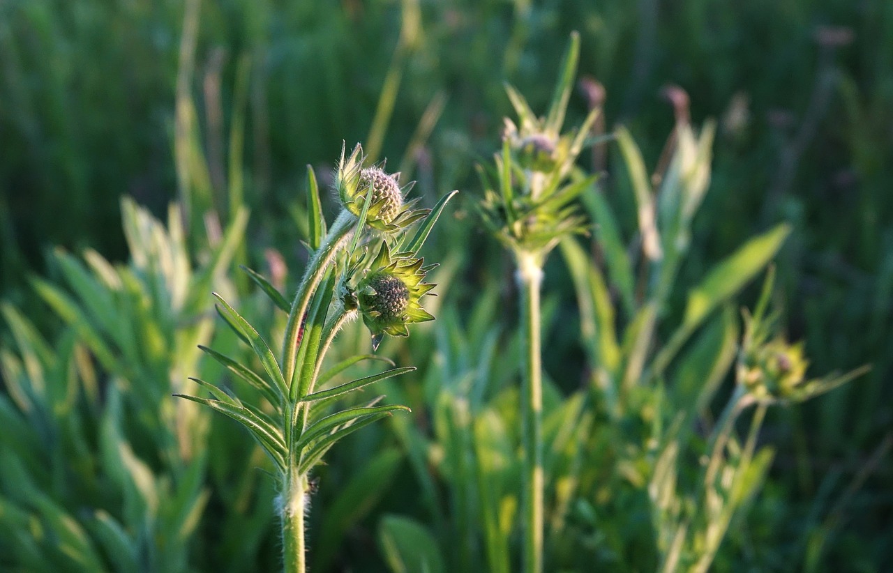 Meadow,  Augalai,  Gėlės,  Sodas,  Žalias,  Žolė, Nemokamos Nuotraukos,  Nemokama Licenzija