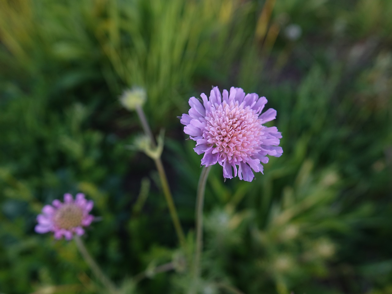 Meadow,  Pobūdį,  Chrastavec,  Vasara,  Žolė,  Žalias, Nemokamos Nuotraukos,  Nemokama Licenzija