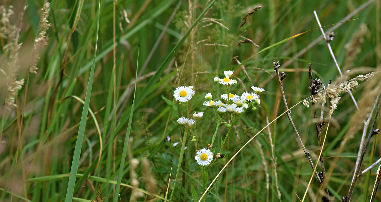 Meadow,  Lauko Gėlės,  Žolė,  Žydi Gėlės,  Gamta, Nemokamos Nuotraukos,  Nemokama Licenzija