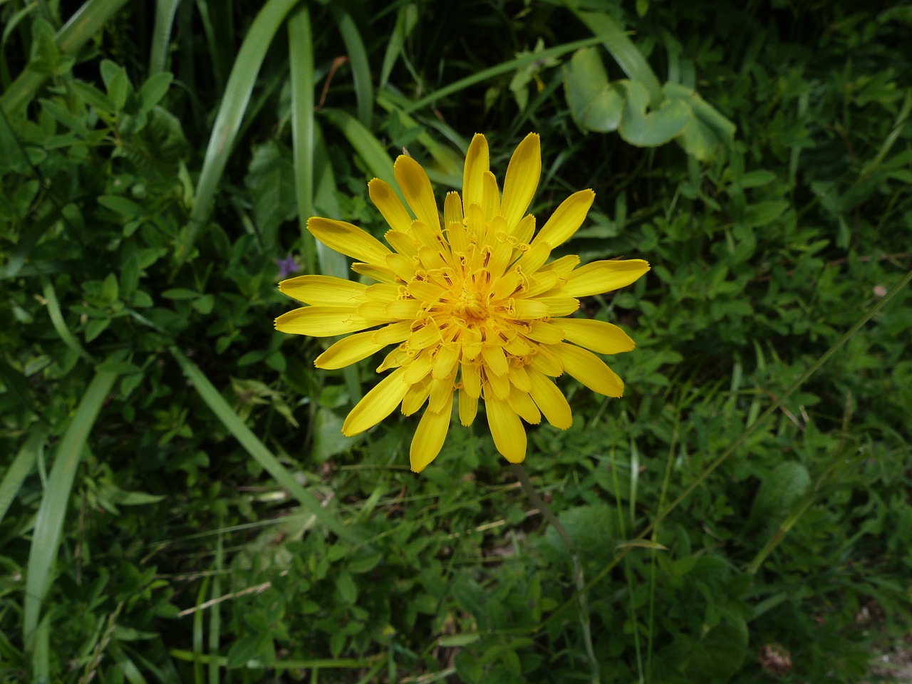 Meadow,  Gėlė,  Geltona,  Vasara,  Šviesus, Nemokamos Nuotraukos,  Nemokama Licenzija