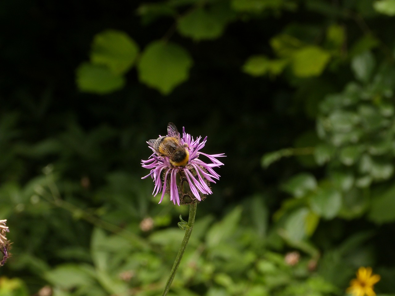 Meadow,  Gėlė,  Bičių,  Žolė,  Vasara, Nemokamos Nuotraukos,  Nemokama Licenzija