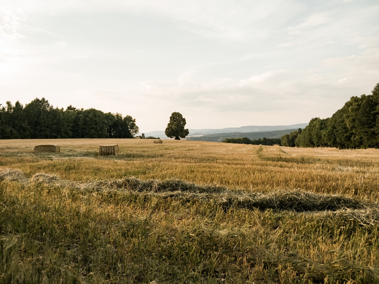 Meadow,  Laukas,  Kraštovaizdis,  Vasara,  Medis,  Erdvus,  Žolė,  Šienas, Nemokamos Nuotraukos,  Nemokama Licenzija