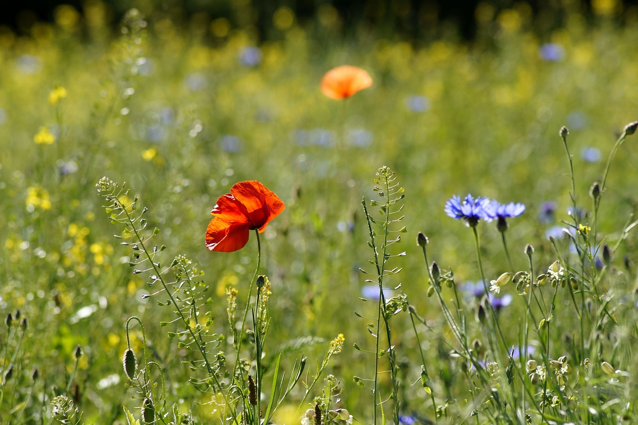 Meadow,  Gėlių Pieva,  Vasara,  Gėlės,  Aguona,  Rugiagėlių,  Floros,  Žydi,  Pobūdį,  Laukinių Gėlių